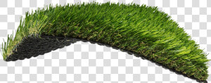 South Atlantic Inspired   Sweet Grass  HD Png Download