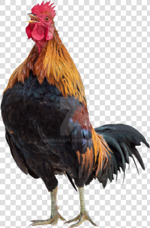 15 Rooster Png For Free Download On Mbtskoudsalg   Transparent Background Chicken Png  Png Download