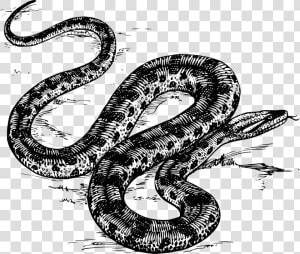 Anaconda In Black And White  HD Png Download