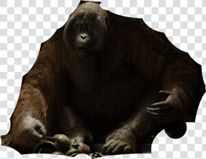 Jungle Book 2016 Disneyscreencaps   Jungle Book 2016 King Louie Png  Transparent Png