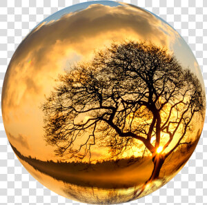 Download Earth Nature Png Photo 1 For Designing Purpose   Lone Tree Hd  Transparent Png