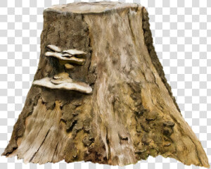 Tree Stump Photography Clip Art   Tree Trunk Stump Png  Transparent Png