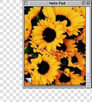  picsart  notepad  note  computer  tumblr  sunflower   Sunflower Background  HD Png Download