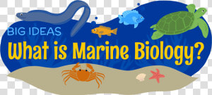 What Is Marine Biology   Marine Biologist Clipart  HD Png Download