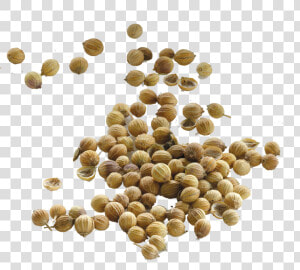 Png Of A Seed   Coriander Seeds Transparent Background  Png Download