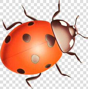 Ladybird Beetle Clip Art Pest Snout   Ladybug  HD Png Download