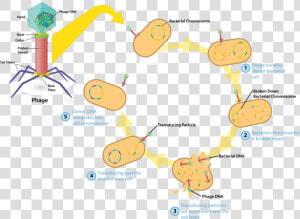 Bacteriophage V4   General Mechanism Of Transduction  HD Png Download