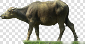 Water Buffalo Clip Art   Water Buffalo Png  Transparent Png