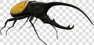 Beetle Png Image Background   Transparent Background Beetle Png  Png Download