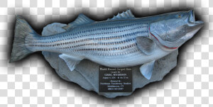 World Record Striped Bass Fish Mount Replica 81 Lbs    Striper Bass Trophy Mounts  HD Png Download