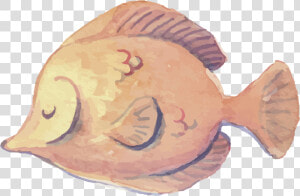 Peixe Aquarelado Png  Transparent Png