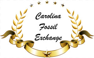 Carolina Fossil Exchange Width   Illustration  HD Png Download