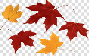 Free Png Download Autumn Leaf Clipart Png Photo Png   Autumn Leaves Transparent Background  Png Download