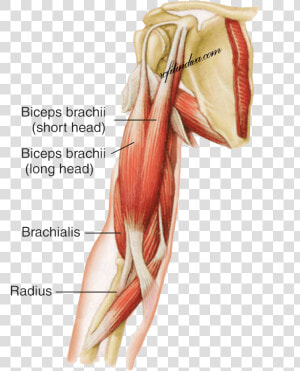 Biceps Brachii  HD Png Download