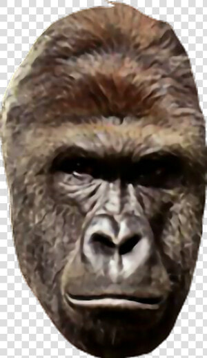  harambe  HD Png Download