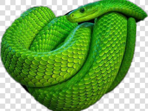 Smooth Green Snake Clipart Mobile   Green Poisonous Snake  HD Png Download