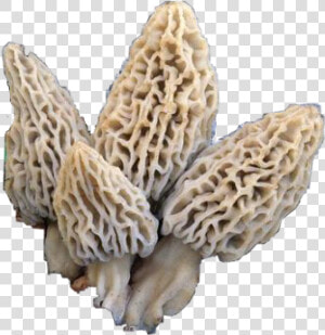  morel  mushrooms  morelmushrooms  shrooms  nature   Morchella Deliciosa  HD Png Download