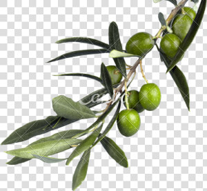 Russian olive   Olive Branch Png  Transparent Png