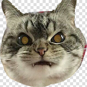  cat  angry  vampire  catselfie  freetoedit   Angry Cat Face Png  Transparent Png