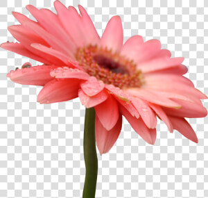 5 Png  Pixel   Flower Png Gerbera Daisy  Transparent Png