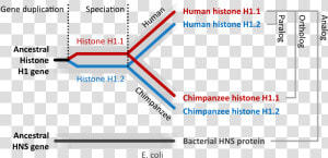 Homologous Sequence  HD Png Download