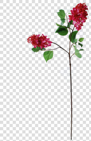 Bougainvillea  HD Png Download