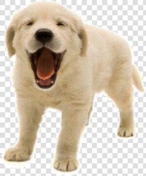 Livestock Guardian Dog   Happy Dogs Png  Transparent Png