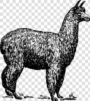 Alpaca Png  Transparent Png