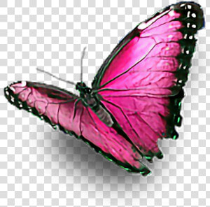  pink  butterfly  ftestickers   Colourful Butterfly Hd Png  Transparent Png