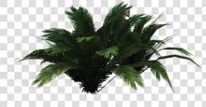 Png Ferns Clipart   Borassus Flabellifer  Transparent Png