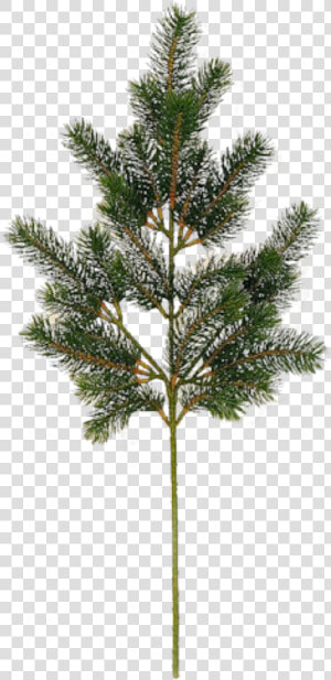 Fir Tree Free Png Image Download   Arbre Png  Transparent Png