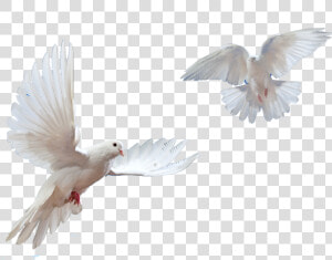 Doves Flying In Sky Png   Flying Bird Dove Png  Transparent Png