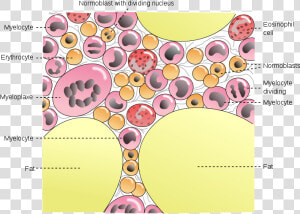 Normal Fat Bone Marrow  HD Png Download