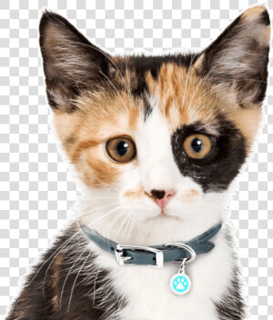 Calico Kitten  HD Png Download