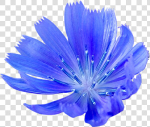 Cornflower Png   Blue Cornflower Png  Transparent Png