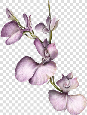 Orquídea   Orquidea Colombiana Png  Transparent Png