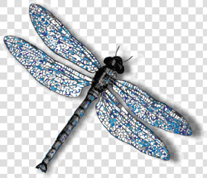 Download Dragonfly Png Background Image   Transparent Background Dragonfly Transparent  Png Download