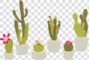 Cactaceae Houseplant Plant Cactus   Transparent Background Cactus Clipart Png  Png Download