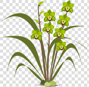 Plant flora leaf   Orchids  HD Png Download