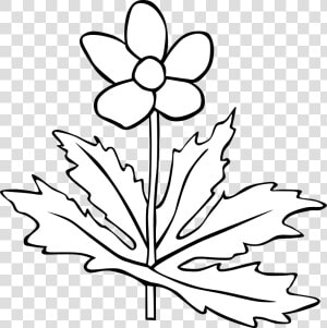 Anemone Canadensis Flower Outline   Plant White And Black  HD Png Download