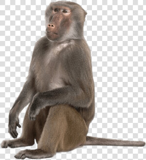 Baboon Png  Transparent Png