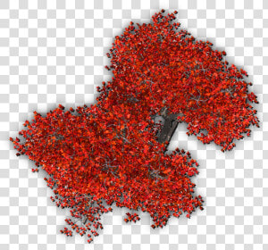 Plant leaf flowering Plant shrub ilex Verticillataamerican   Red Tree Top View Png  Transparent Png