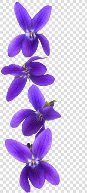 Customer Violet Stock Photography   Violet Flower Background Png  Transparent Png