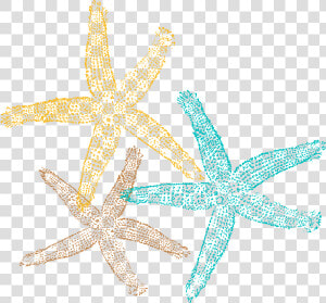 Transparent Starfish Clipart   Transparent Background Starfish Clipart  HD Png Download