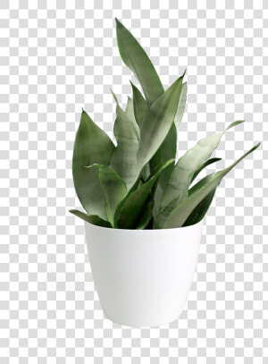 Sansevieria Moonshine Small   Transparent Small Plant Png  Png Download