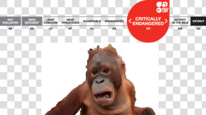 Picture5   Orangutan Status  HD Png Download