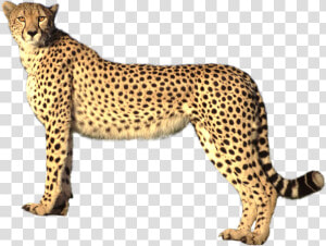 Cheetah Png Image   Cheetah Transparent Background  Png Download