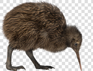 Kiwi Bird Png Transparent Image   Kiwi Bird Png  Png Download