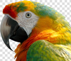 Macaw Png Image   Colorful Macaw Parrot  Transparent Png