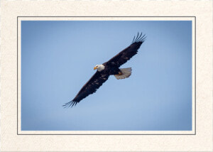 Bald Eagle In Flight   Bald Eagle  HD Png Download